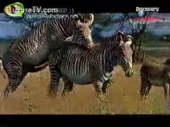 Playful wild zebras becoming lustful in the fields is seen in this rare brutal fetish film.
